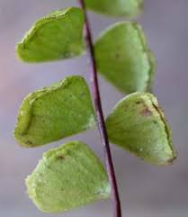 Image result for Lindsaeaceae