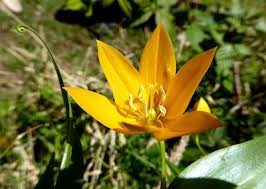 Image result for Littonia modesta