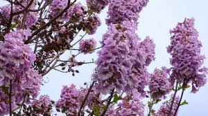 Cómo está representada polonia en las distintas instituciones de la ue, cuánto dinero aporta y recibe, su sistema político y sus cifras de comercio. Paulownia Tree Stock Video Footage 4k And Hd Video Clips Shutterstock