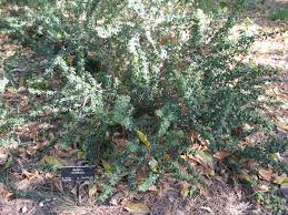 Image result for Barleria rotundifolia