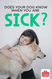 How Does My Dog Know When I M Sick How Dogs Sense Dog Parents Dog Help Your Dog