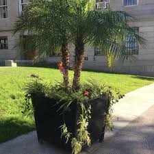 Check spelling or type a new query. Roaming Around Montreal And Came Across This Plant Pot What Is The Name Of The Palm Tree Whatsthisplant