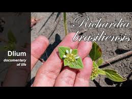 Image result for Richardia brasiliensis