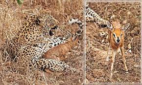 Leopard Plays With Baby Antelope In The South African Bush But There Is No Happy Ending Daily Mail Online