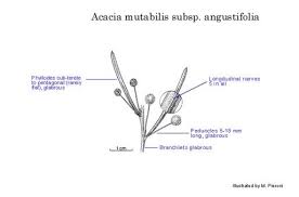 Image result for Acacia pentagona