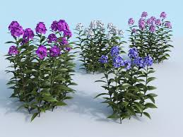 Tall garden phlox are typically purchased as potted plants from nurseries, garden centers, or local farmers' markets. Garden Phlox Phlox Paniculata 3d Cgtrader