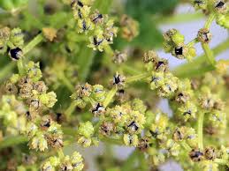 Image result for Dysphania schraderiana