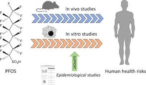 The exposure risks of pfoa and pfos to human health in marine aquatic products were also evaluated.methodsa. Assessing The Human Health Risks Of Perfluorooctane Sulfonate By In Vivo And In Vitro Studies Sciencedirect