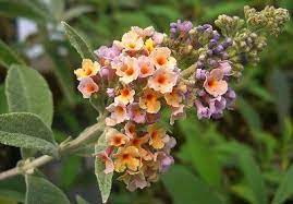 Buddleia X Weyeriana Bicolor Butterfly Bush Butterfly Bush Butterfly Garden Variegated Plants