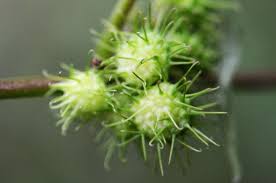 Image result for Triumfetta annua