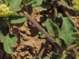 Image result for Acanthospermum australe