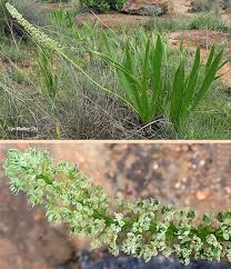 Image result for Schizocarphus nervosus