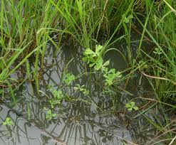 Image result for Marsilea macrocarpa