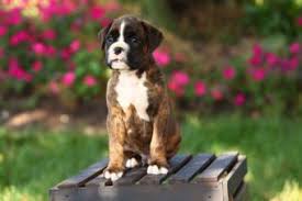Find local boxer puppies for sale and dogs for adoption near you. Miniature Boxer Puppies Lovetoknow