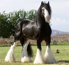 The shire horse is one of the biggest horse breeds in the world. Different Horse Breeds And Gear Elder Scrolls Online