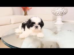 Silkese could grow to be as tall as 12 inches and weigh at the most 14 pounds. Black White Shih Tzu Puppy Too Cute Youtube