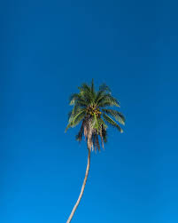 Sundarbans was designated a ramsar site on may 21, 1992. Dhern Dhivehi Ruh National Tree Of Maldives Maldives Facebook