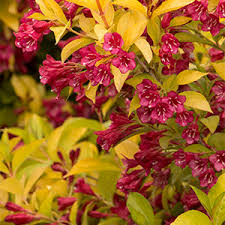 They will however tolerate clay soils and occasional drought. In Bloom Weigela