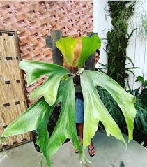 Image result for Platycerium stemaria