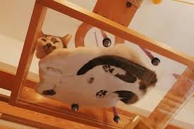 It was a cat sitting on a glass table that was photographed from underneath. Cats And Glass Tables A Purrfect Match