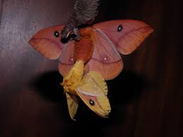And this is where the tale gets sad. Pairing Silk Moths Welcome Visitor