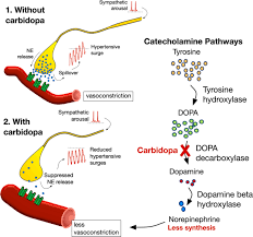 Coagulation disorders can result in either a hemorrhage (too little clotting that causes an increased risk of bleeding) or thrombosis (too much clotting that causes blood clots to obstruct blood flow).these clotting disorders develop due to several conditions. Carbidopa For Afferent Baroreflex Failure In Familial Dysautonomia Hypertension