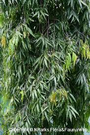 Image result for Monoon longifolium