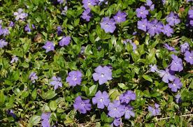 And there's always space for one more plant! Vinca Minor Periwinkle Plant Care Growing Guide