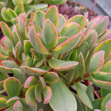 Image result for Crassula granvikii
