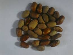 Image result for Monodora