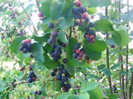 Image result for indiánská borůvka obrázek