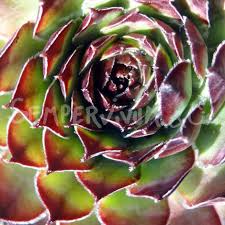 Maybe you would like to learn more about one of these? Sempervivum Noir Joubarbe Plante Grasse Resistante Au Gel