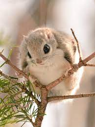 7 Incredibly Adorable Animals Unique To Hokkaido Japan Cute Baby Animals Cute Animals Pretty Animals