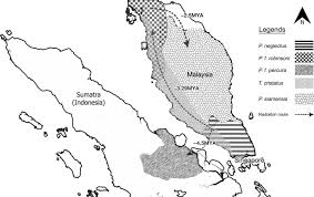 Has established strong business network throughout the global market. Is Malaysia S Banded Langur Presbytis Femoralis Femoralis Actually Presbytis Neglectus Neglectus Taxonomic Revision With New Insights On The Radiation History Of The Presbytis Species Group In Southeast Asia Springerlink