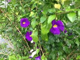 The flowers come in many different colors, green, blue, white, purple, yellow, or pink. Thunbergia Erecta Purple Kings Mantle Live Semi Tropical Plant Vivid Purple Trumpet Shaped Flowers Starter Size 4 Inch Pot Emerald Tm Emerald Goddess Gardens