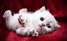 Rug hugger, exotic shorthair & teacup persian kittens available also! Download Wallpapers Persian Cat Kitten White Cat Blue Eyes Fluffy Cat Cats Domestic Cats Pets Persian For Desktop Free Pictures For Desktop Free