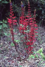 Image result for Erythrina × coddii