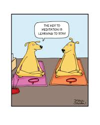 Do You Ever Age Butterfly Print Yoga Funny Yoga Jokes Funny Animal Comics