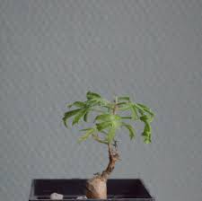 Image result for Cyphostemma montanum