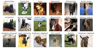 Dog Breed Classification Using Deep Learning A Hands On