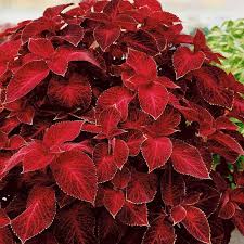 Image result for Coleus dewildemanianus