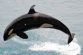 We did not find results for: Orcas Threatened By Highly Contagious Respiratory Virus Cemv