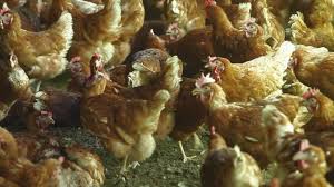 Il existe 2800 élevages de poules en france. Devenir Eleveur Pourquoi Pas Moi Ep 2 Poules Pondeuses Youtube