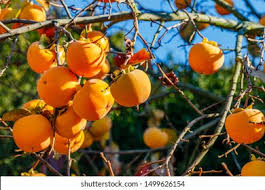 Image result for Ebenaceae