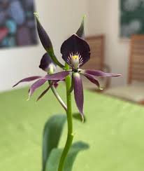 Image result for Eschenbachia gouanii