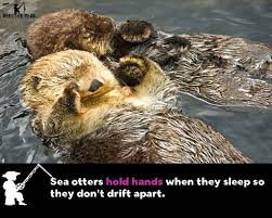 Follow Us For Capsules Of Facts Otters Sea Otter Animals