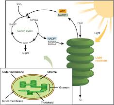 The Calvin Cycle Biology I