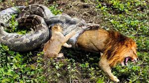 A lordly lion who was seeking for his prey, by chance saw a snake basking in the sun, when, being rather sharpset by hunger, and disappointed in his object, he, with a haughty air, spurned the grovelling reptile with his paw, as not being agreeable to his stomach. Python Is Too Aggressive Lion Cub Mistakes When Challenged The Result Of Lion Cub Youtube