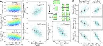 Check spelling or type a new query. Cell Size And Growth Regulation In The Arabidopsis Thaliana Apical Stem Cell Niche Pnas