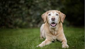 Harnesses are recommended for dogs with laryngeal paralysis. Laryngeal Paralysis In Dogs Petcoach